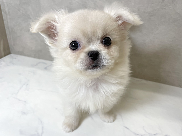 ペキニーズミックス