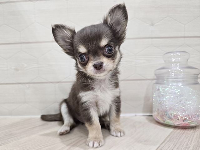 東京都のチワワ(ロング) (ペッツファースト吉祥寺サンロード店/2026年3月13日生まれ/女の子/チョコレートタン)の子犬