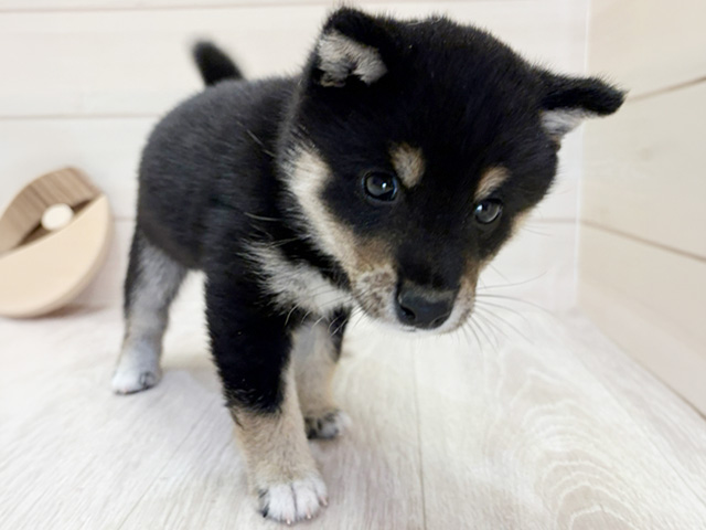 愛知県の豆柴 (ペッツファースト大高店/2026年3月15日生まれ/男の子/黒)の子犬の1枚目の画像