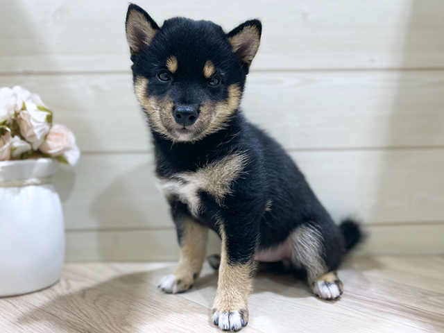 東京都の豆柴 (ペッツファースト代官山店/2026年3月15日生まれ/女の子/黒)の子犬