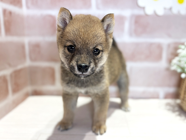 岡山県の豆柴 (ペッツファースト倉敷店/2026年3月13日生まれ/女の子/赤)の子犬の1枚目の画像