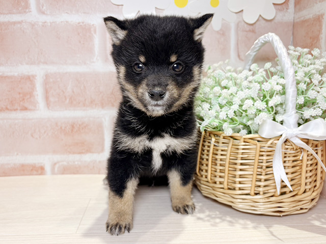 岡山県の豆柴 (ペッツファースト倉敷店/2026年3月16日生まれ/男の子/黒)の子犬の1枚目の画像