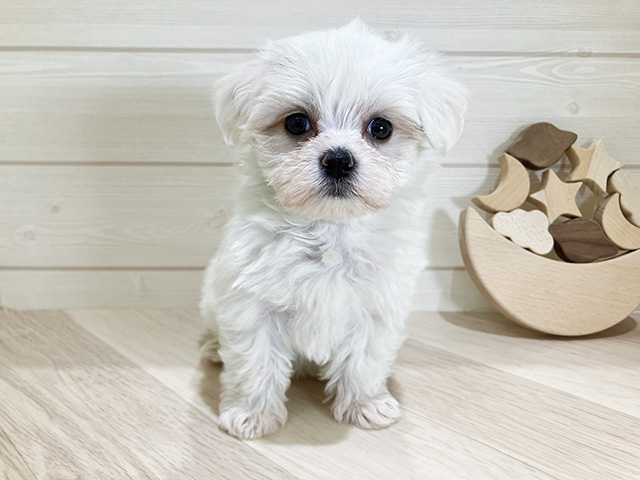 マルチーズ, 性別 女の子, 誕生日 2026/03/14, 毛色 ホワイト, 出身 茨城県, 店舗 日吉津店(鳥取県), お問い合わせ番号 2601427
