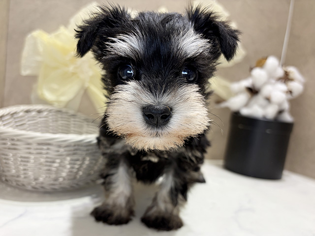 ミニチュアシュナウザー