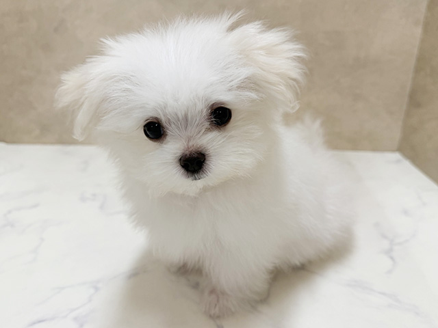 埼玉県のマルチーズ (ペッツファースト岩槻店/2026年3月17日生まれ/男の子/ホワイト)の子犬
