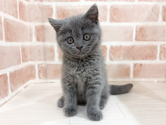 神奈川県のブリティッシュショートヘアー (ペッツファーストfor cats横浜元町店/2026年3月18日生まれ/女の子/ブルー)の子猫の1枚目の画像
