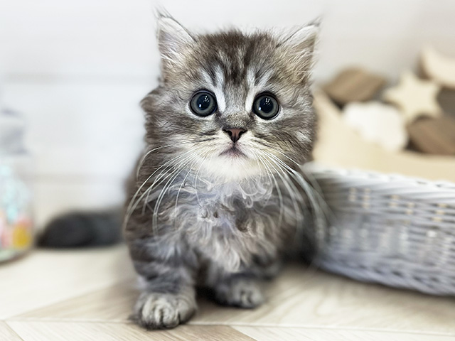 愛知県のマンチカン (ペッツファースト大高店/2026年3月19日生まれ/男の子/シルバータビー)の子猫の1枚目の画像