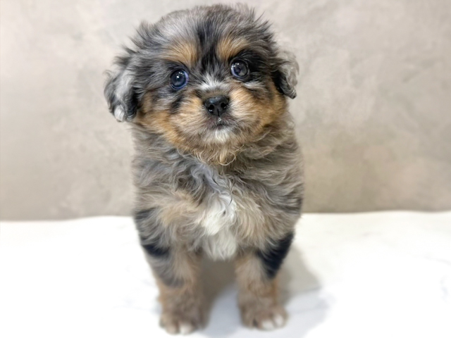 千葉県のハーフ犬・ミックス犬 (ペッツファーストららぽーとTOKYO-BAY店/2026年3月19日生まれ/男の子/ブルーマール)の子犬