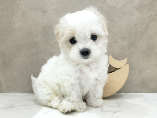 ボロニーズ, 性別 女の子, 誕生日 2026/03/15, 毛色 ホワイト, 出身 福島県, 店舗 京都四条河原町店(京都府), お問い合わせ番号 2690176