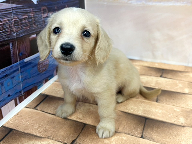 埼玉県のミニチュアダックスフンド(ロング) (ペッツファースト久喜菖蒲店/2026年3月21日生まれ/男の子/イエロー)の子犬の1枚目の画像