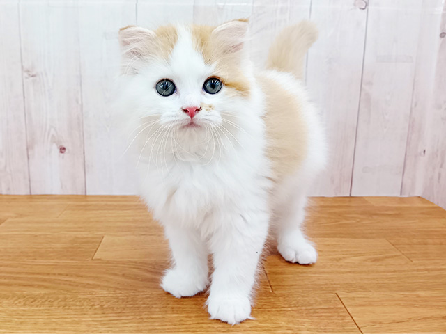 埼玉県のスコティッシュフォールド (ペッツファースト埼玉大井店/2026年3月21日生まれ/男の子/レッドタビーホワイト)の子猫の1枚目の画像