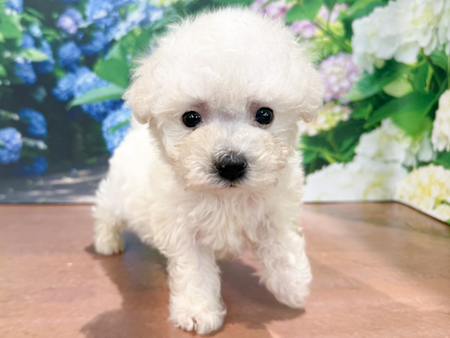 ビションフリーゼ, 性別 男の子, 誕生日 2026/03/24, 毛色 ホワイト, 出身 群馬県, 店舗 与野店(埼玉県), お問い合わせ番号 100940212