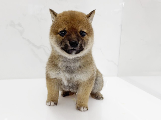石川県の豆柴 (ペッツファースト御経塚店/2026年3月23日生まれ/男の子/赤)の子犬