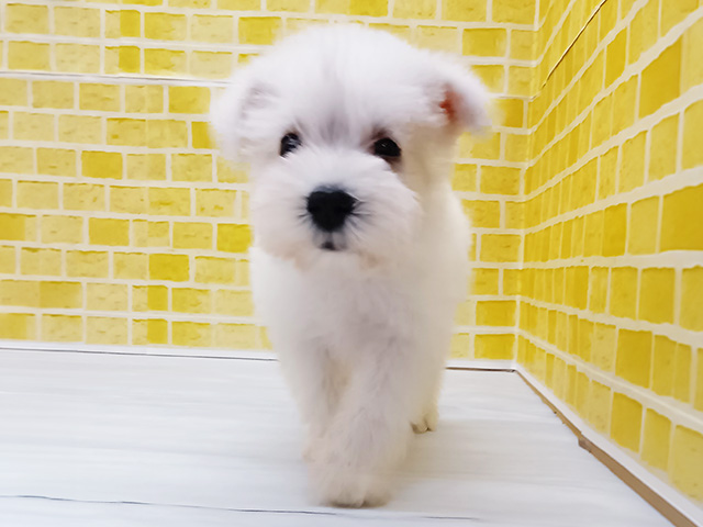新潟県のミニチュアシュナウザー (ペッツファースト長岡店/2026年3月23日生まれ/女の子/ホワイト)の子犬の1枚目の画像