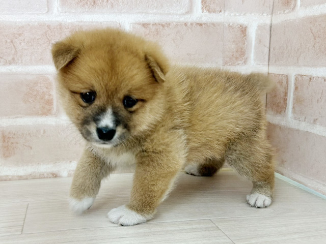 埼玉県のポメ柴/豆ポメ/ポメ豆柴(ポメラニアン×柴犬) (ペッツファーストさいたま新都心店/2026年3月21日生まれ/男の子/赤)の子犬の1枚目の画像