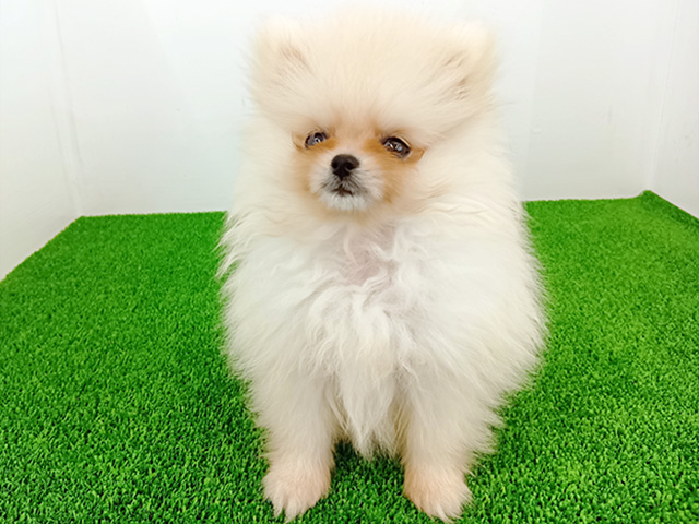 富山県のポメラニアン (ペッツファースト富山店/2026年3月23日生まれ/女の子/ホワイト)の子犬