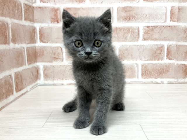 ブリティッシュ(ショートヘア), 性別 男の子, 誕生日 2026/03/19, 毛色 ブルー, 出身 山梨県, 店舗 須坂店(長野県), お問い合わせ番号 216051803