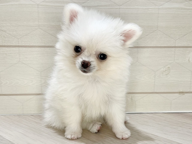 ポメチワ