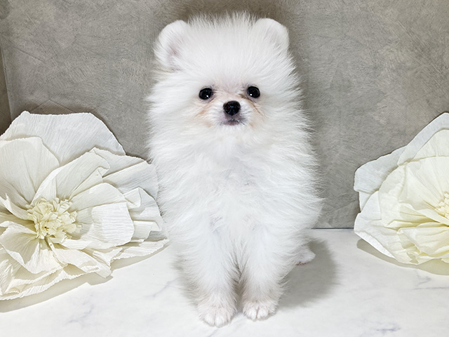 茨城県のポメラニアン (ペッツファースト土浦店/2026年3月22日生まれ/男の子/クリーム)の子犬
