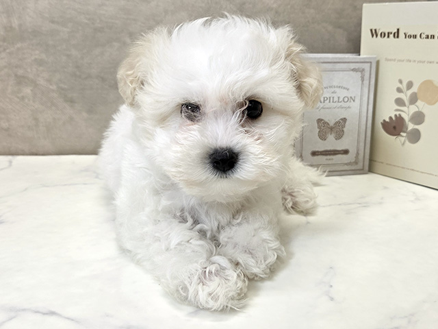 ボロニーズ, 性別 男の子, 誕生日 2026/03/22, 毛色 ホワイト, 出身 福島県, 店舗 名古屋南店(愛知県), お問い合わせ番号 2690178