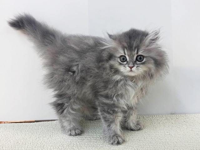 ペルシャ, 性別 女の子, 誕生日 2026/03/23, 毛色 ブルーチンチラゴールデン, 出身 奈良県, 店舗 京都八幡店(京都府), お問い合わせ番号 200522276