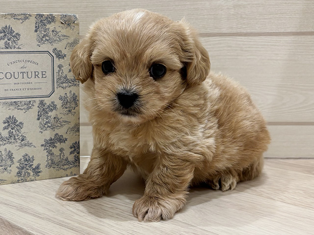 ペキプー, 性別 男の子, 誕生日 2026/03/21, 毛色 アプリコット, 出身 千葉県, 店舗 岡崎店(愛知県), お問い合わせ番号 2601585