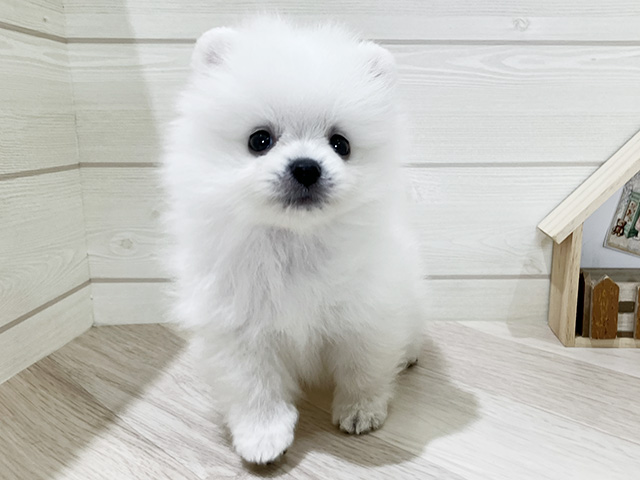 鳥取県のポメラニアン (ペッツファースト日吉津店/2026年3月24日生まれ/男の子/クリーム)の子犬の1枚目の画像