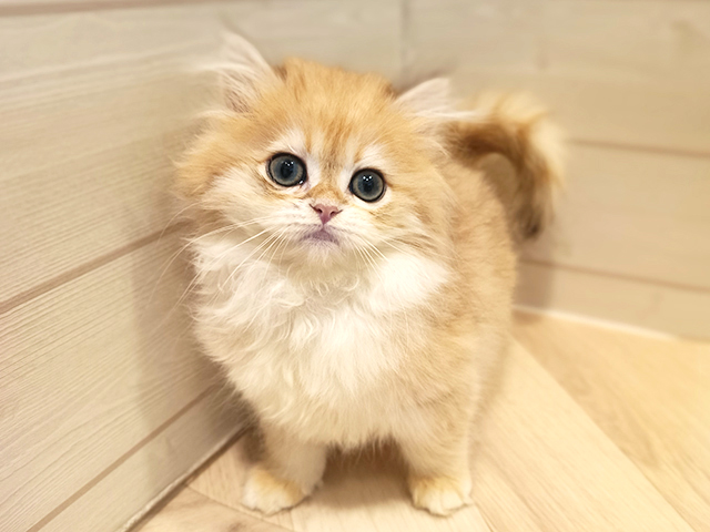 ブリティッシュ