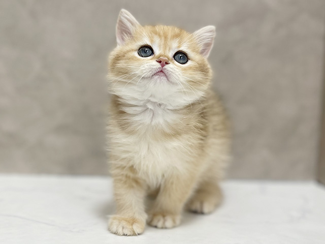 ブリティッシュ