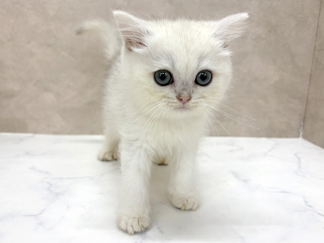 ブリティッシュ