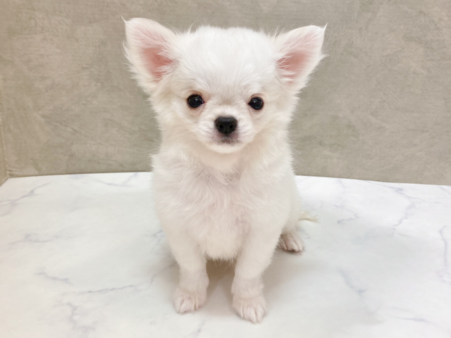 神奈川県のチワワ(ロング) (ペッツファースト大和店/2026年3月24日生まれ/男の子/クリーム)の子犬の1枚目の画像
