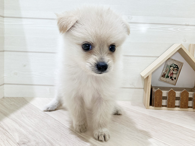 ポメプー