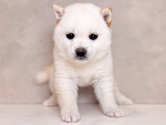 埼玉県の豆柴 (ペッツファーストPETEMOレイクタウンmori店/2026年3月25日生まれ/男の子/白)の子犬