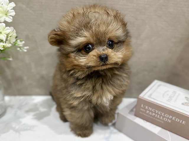 ポメプー
