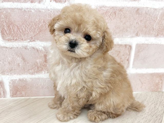 大阪府のトイプードル(ティーカップ) (ペッツファースト寝屋川店/2026年3月7日生まれ/男の子/アプリコット)の子犬の1枚目の画像