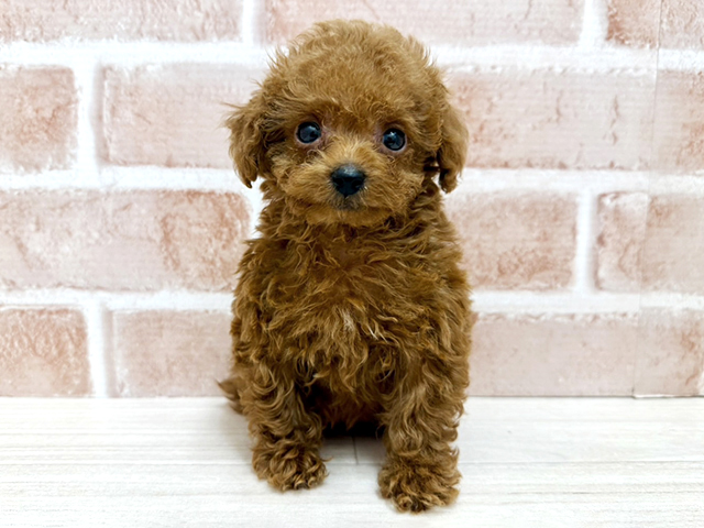 大阪府のトイプードル(タイニー) (ペッツファースト茨木店/2026年3月26日生まれ/男の子/レッド)の子犬の1枚目の画像