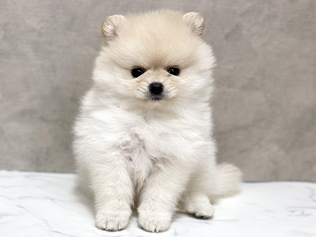 東京都のポメラニアン (ペッツファースト池袋店/2026年3月26日生まれ/女の子/クリーム)の子犬の1枚目の画像