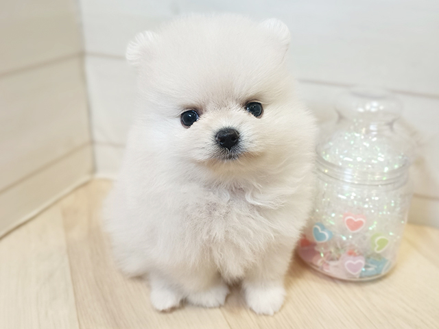 神奈川県のポメラニアン (ペッツファースト川崎店/2026年3月26日生まれ/女の子/クリーム)の子犬の1枚目の画像