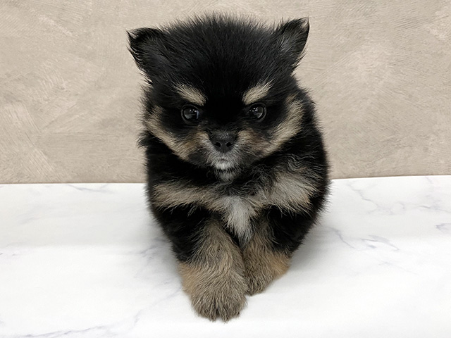 ポメチワ