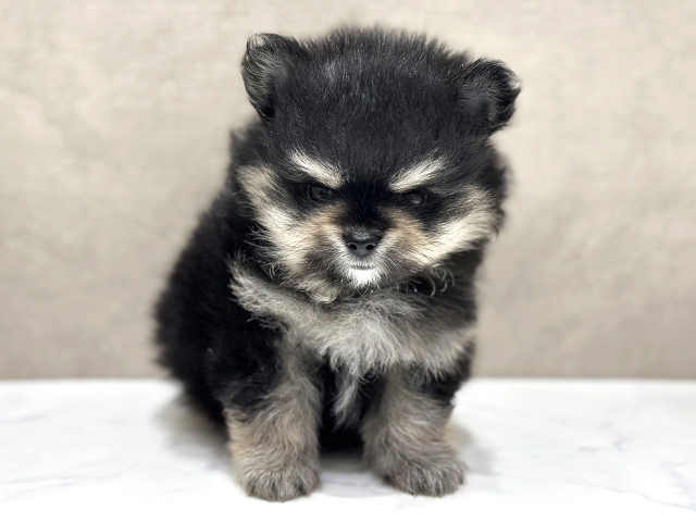 ポメチワ, 性別 男の子, 誕生日 2026/03/26, 毛色 ブラックタン, 出身 栃木県, 店舗 心斎橋本店(大阪府), お問い合わせ番号 2601628