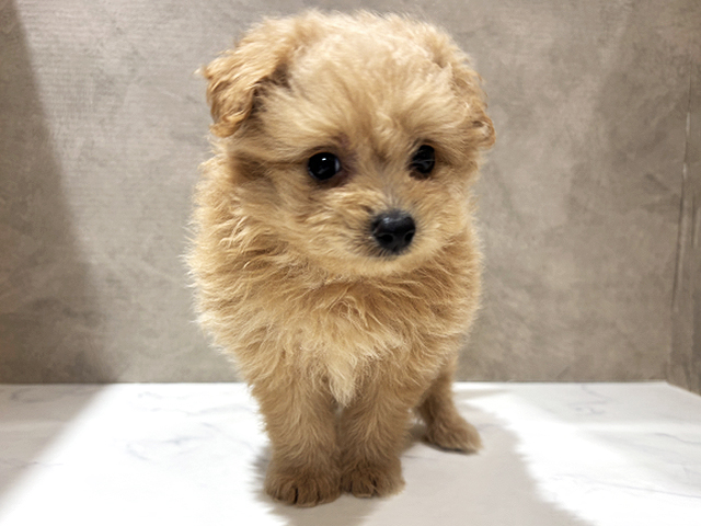 秋田県のポメプー(ポメラニアン×プードル) (ペッツファースト秋田店/2026年3月24日生まれ/男の子/アプリコット)の子犬の1枚目の画像