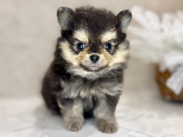 ポメチワ, 性別 女の子, 誕生日 2026/03/25, 毛色 ブラックタン, 出身 兵庫県, 店舗 茶屋町店(大阪府), お問い合わせ番号 2650725