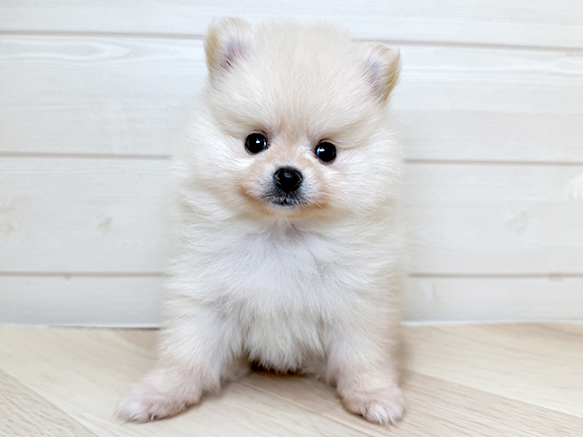 兵庫県のポメラニアン (ペッツファースト神戸三宮店/2026年3月26日生まれ/女の子/クリーム)の子犬