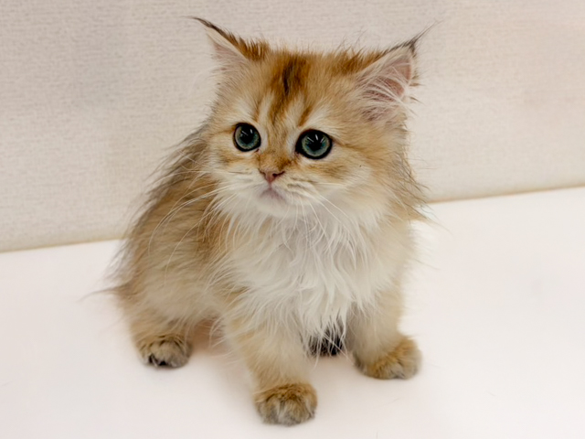 ブリティッシュ(ロングヘア), 性別 女の子, 誕生日 2026/01/28, 毛色 ゴールデン, 出身 茨城県, 店舗 長野南店(長野県), お問い合わせ番号 100940078