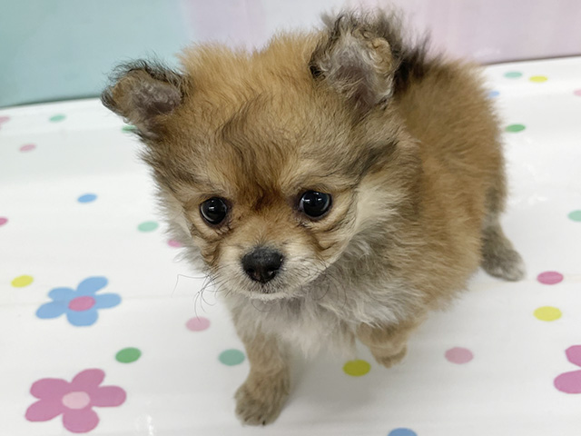 ポメチワ, 性別 女の子, 誕生日 2026/03/21, 毛色 オレンジ, 出身 千葉県, 店舗 湘南平塚店(神奈川県), お問い合わせ番号 200020119