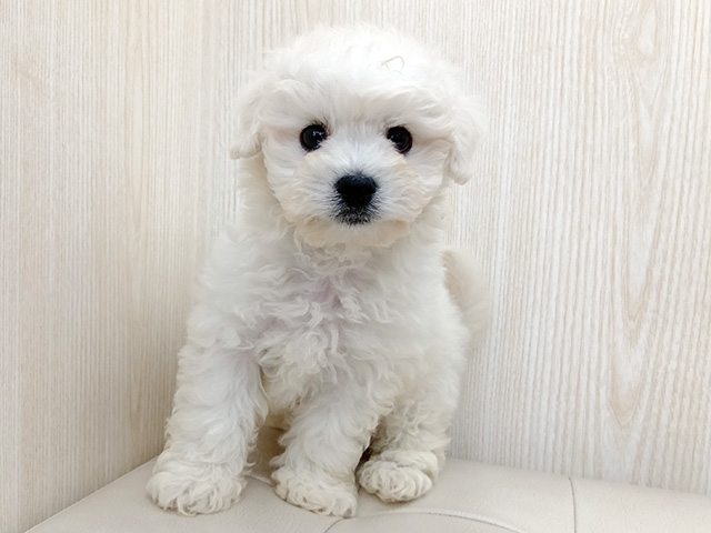 埼玉県のボロニーズ (ペッツファースト三郷店/2026年3月26日生まれ/男の子/ホワイト)の子犬の1枚目の画像
