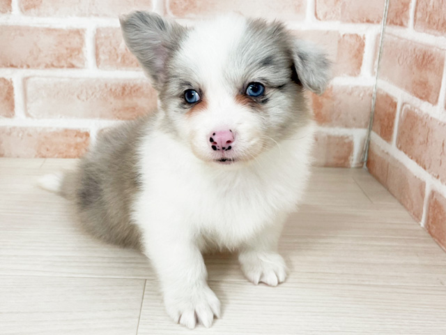 東京都のハーフ犬・ミックス犬 (ペッツファースト八王子多摩美大前店/2026年3月29日生まれ/男の子/ブルーマール)の子犬