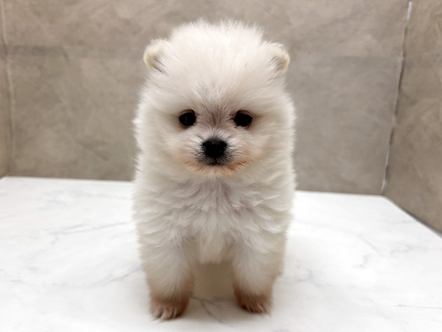 愛知県のポメラニアン (ペッツファースト一宮店/2026年3月30日生まれ/男の子/クリーム)の子犬の1枚目の画像