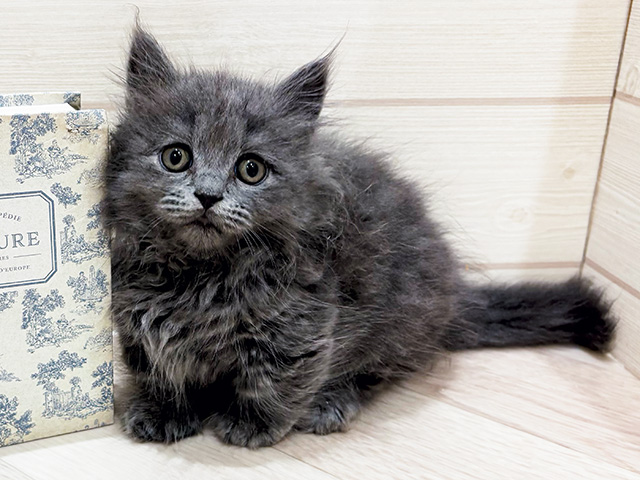 愛知県のマンチカン (ペッツファースト岡崎店/2026年3月30日生まれ/男の子/ブルー)の子猫の1枚目の画像