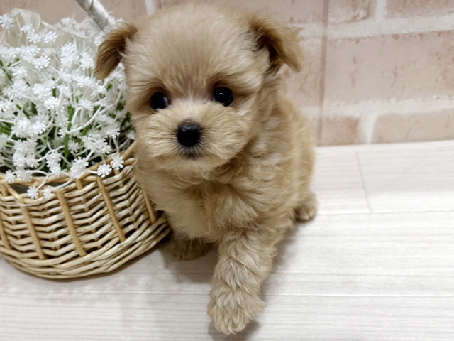 ポメプー